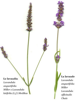 lavanda-lavandin-provenza