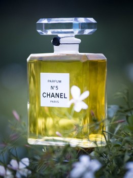 grasse-jasmin-chanel