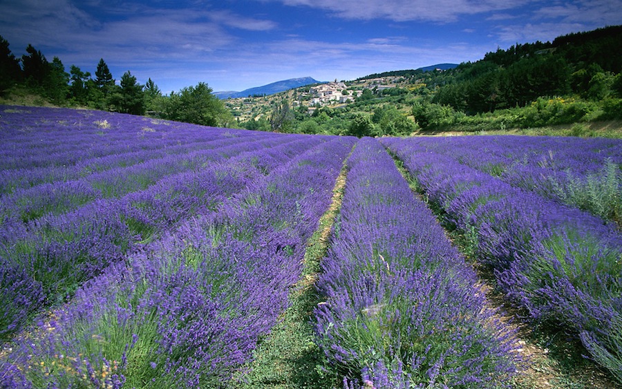 Champ de lavande, Provence-Alpes-CÃ´te d'Azur, France (field of lavender in Provence)