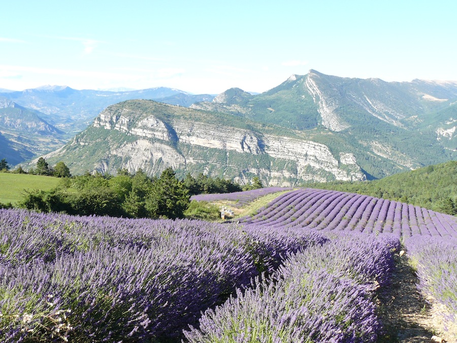 Ruta de la lavanda