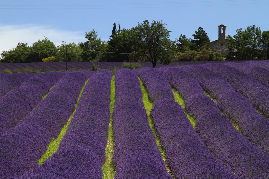 Campos de lavanda