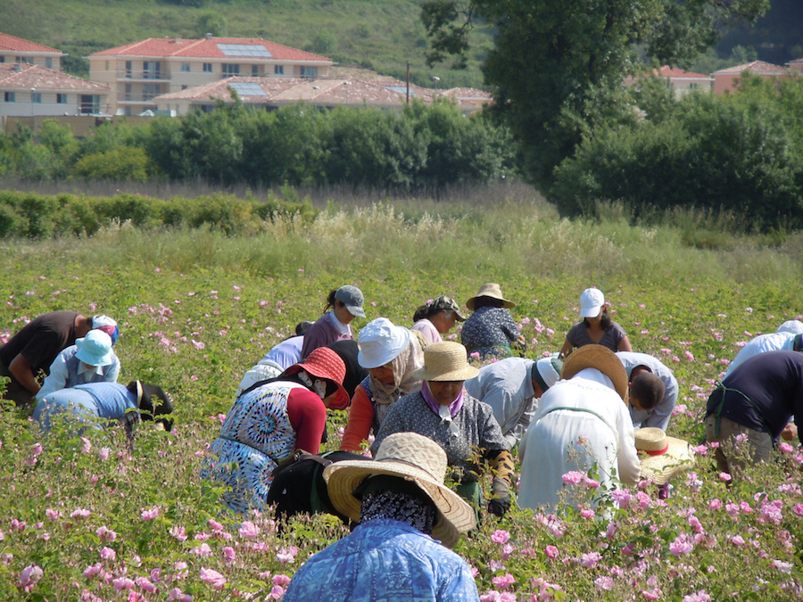 aromas-provenza-rosas-grasse