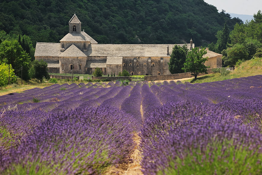 lavanda-aromas-provenza