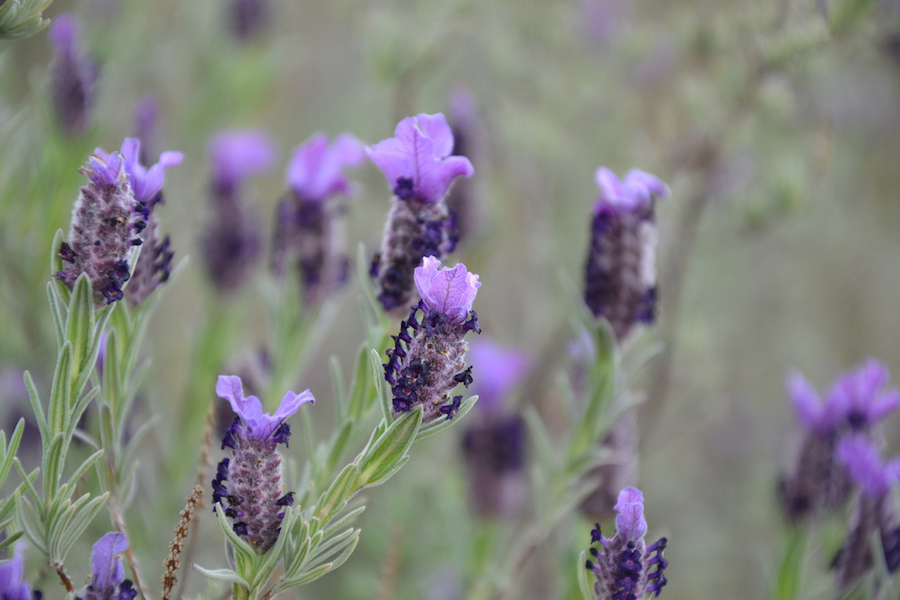 Floración de la lavanda. Fechas - La Provenza y Costa Azul de Francia