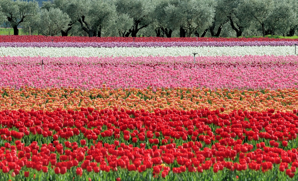 Primavera en la Provenza con aroma de Holanda